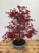 Bonsai baum acer gebraucht kaufen  Böhl-Iggelheim