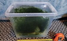 Java moss approx for sale  SHEFFIELD