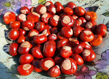 150 conkers horse for sale  NORTHAMPTON