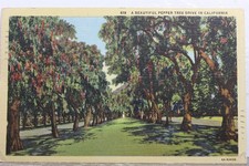 California pepper tree for sale  Wilmington