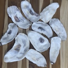 Oyster shells flat for sale  North Bend