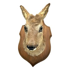 Taxidermy deer head for sale  LEYLAND