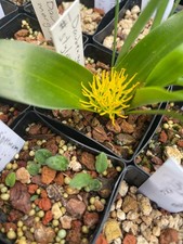 Choose bulb conanthera for sale  Woodland
