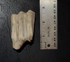 Dug prehistoric animal for sale  San Antonio