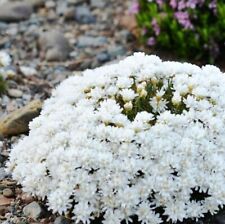 Armeria juniperifolia plug for sale  LONDON