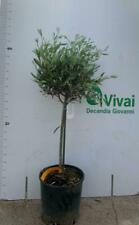 Pianta ulivo albero usato  Altamura
