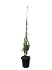 Juniper skyrocket inch for sale  USA