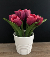 tulipa branca comprar usado tulipa branca comprar usado  Enviando para Brazil