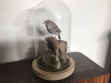 Taxidermy beautifully preserve for sale  MALTON