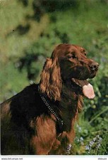 Animals dogs irish d'occasion  Expédié en Belgium