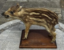 Vintage taxidermy baby for sale  UK