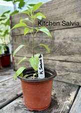 Kitchen sage live for sale  Aspers
