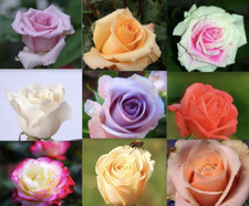 25pc classic rose for sale  Goldsboro