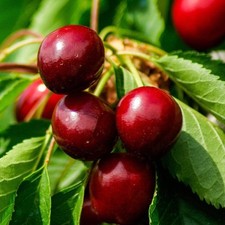 morello cherry tree for sale morello cherry tree for sale SOUTHAMPTON
