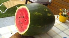 Bulgarischer wassermelone same gebraucht kaufen  Altstadt
