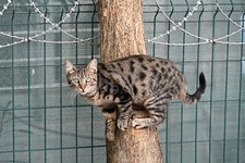 antik foto poster gebraucht kaufen  Elsdorf