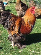 Gold blue partridge for sale  PLYMOUTH