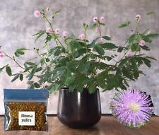 Sensitive plant seeds for sale  Brooklyn