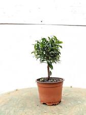 Flowering brush cherry for sale  USA