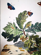 1774 stampa entomologica usato  Urbino