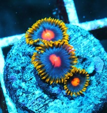 Blow pop zoa for sale  Thousand Oaks