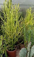 Pianta grassa euphorbia usato Pianta grassa euphorbia usato  Roma