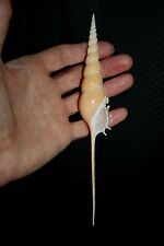 Spindle tibia seashell for sale  HARLOW