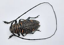 Cerambycidae zographus regalis gebraucht kaufen  Wadern