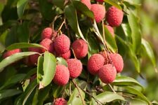 Lychee fruit tree for sale  GLOUCESTER