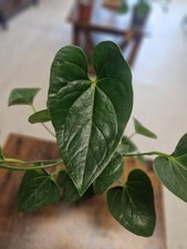 Antheruim arisa red for sale  BANGOR