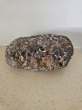 Eocene fossil calpitaria for sale  BOURNEMOUTH