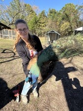 Purple peafowl peacock for sale  Quincy
