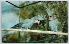 Animal rare black for sale  Newton