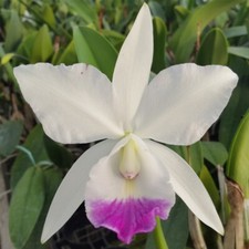 Orchidee cattleya oro d'occasion  Bischoffsheim