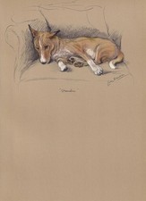 1946 basenji dog for sale  BIDEFORD