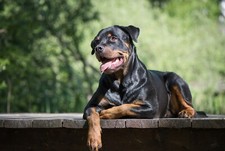 Rottweiler dog poster for sale  SELBY