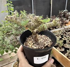 Sarcocaulon vanderietiae wysiw for sale Sarcocaulon vanderietiae wysiw for sale  Shipping to United Kingdom