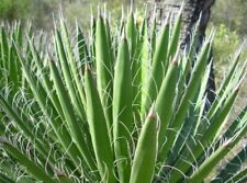 Yucca filifera usato  Napoli