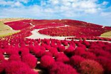 Usado, 50 sementes Kochia Scoparia, Firebush comprar usado  Enviando para Brazil