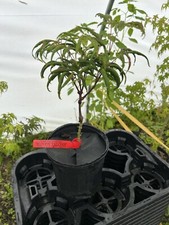 japanese red laceleaf maple for sale japanese red laceleaf maple for sale Hendersonville