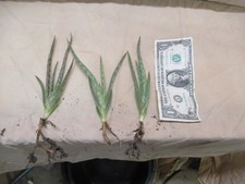 Aloe plants free for sale  Glen Ellyn