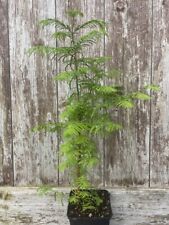 Dawn redwood tree for sale  CHORLEY
