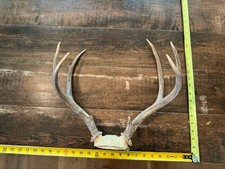 Whitetail deer top for sale  Abilene