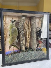 taxidermy for sale  UK