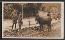 mare donkeys for sale mare donkeys for sale WESTON-SUPER-MARE