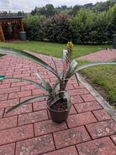 Aechmea nudicaulis var gebraucht kaufen  Duderstadt
