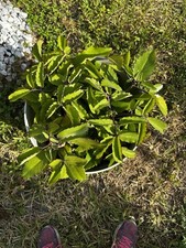 Kalanchoe pinnata kalanchoe for sale  Hialeah