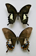 Papilio fuscus butterfly for sale  LIVERPOOL
