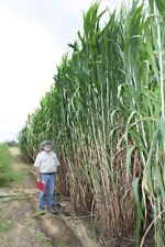 Elephant grass seeds for sale  Chariton