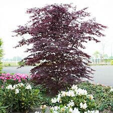 Acer palmatum black for sale  NORTHWICH